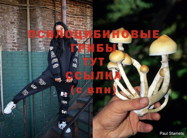 прущие грибы Абаза