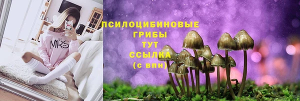 прущие грибы Абаза